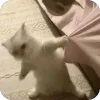 Эмодзи котики