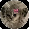 Эмодзи котики