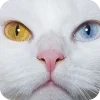 Animals6