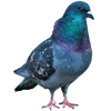 Голуби