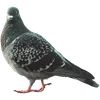 Эмодзи Голуби