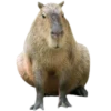 Капибара
