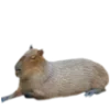Эмодзи Капибара
