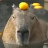 Эмодзи Капибара