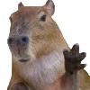 Эмодзи Капибара