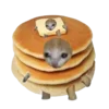 Cat on food