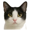 котейки
