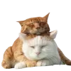 Эмодзи котейки