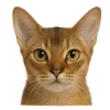 Эмодзи котейки