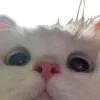 Эмодзи котейки