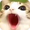 Мяовл