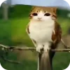 Эмодзи Мяовл