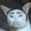котики