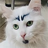 Эмодзи котики