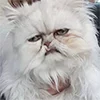 Эмодзи котики