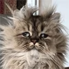 Эмодзи котики