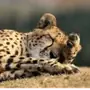 Cheetahs