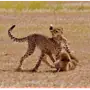 Эмодзи Cheetahs