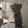 Эмодзи Cheetahs