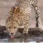 Эмодзи Cheetahs