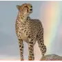 Эмодзи Cheetahs