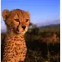 Эмодзи Cheetahs