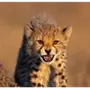Эмодзи Cheetahs