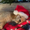 Christmas golden retriever