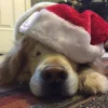 Эмодзи Christmas golden retriever