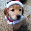 Эмодзи Christmas golden retriever