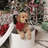 Эмодзи Christmas golden retriever