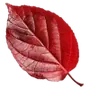 Crimson Autumn