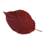 Эмодзи Crimson Autumn