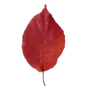 Эмодзи Crimson Autumn