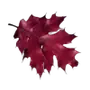 Эмодзи Crimson Autumn
