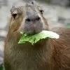 Эмодзи Capybaras / капибары