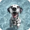 Dalmatians