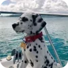Эмодзи Dalmatians