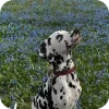 Эмодзи Dalmatians