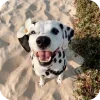 Эмодзи Dalmatians