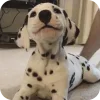 Эмодзи Dalmatians