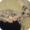 Эмодзи Dalmatians
