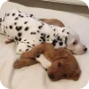 Эмодзи Dalmatians