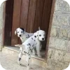 Эмодзи Dalmatians