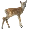 Deers