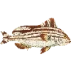 Эмодзи Fauna