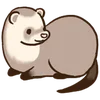 Ferrets