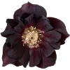 Эмодзи Flowers