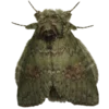 Moths