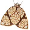Эмодзи Moths